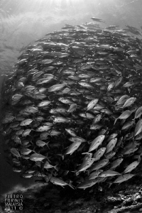 Jackfish ball - Barracuda Point - Sipadan by Pietro Formis 
